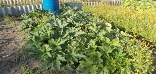 Wie man Zucchini während der Blüte und Frucht füttert und düngt, um die Reifung zu beschleunigen