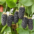 Beschreibung und Eigenschaften der Brombeersorte Karaka Black, Pflanzung und Pflege