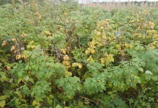 Warum Himbeeren keine Früchte tragen, Beeren nicht wachsen und was mit unfruchtbaren Blumen zu tun ist