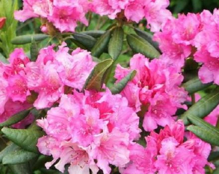 Descripción y características de la variedad, plantación y cuidado del rododendro de La Haya.