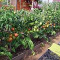 Wie man Tomaten auf freiem Feld pflanzt, anbaut und pflegt