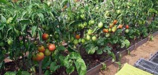 كيفية زراعة الطماطم والعناية بها في الحقول المفتوحة
