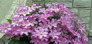 Boucher Clematis veislių aprašymas, sodinimo schema ir priežiūra