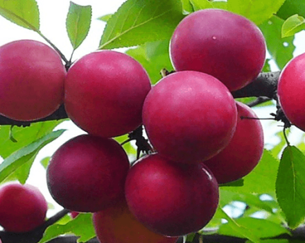Περιγραφή της ποικιλίας Cherry δαμάσκηνο Ταξιδιώτης, επικονιαστές, φύτευση και φροντίδα
