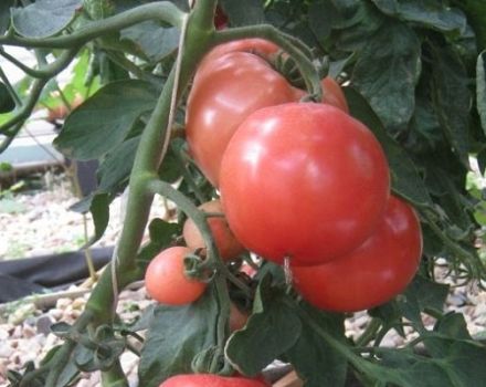 Description of the Pani Yana tomato variety, its characteristics and yield