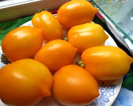 Characteristics and description of the tomato variety Wonder of the World, its yield
