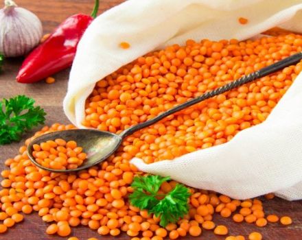 خصائص مفيدة وأضرار للعدس لصحة الإنسان
