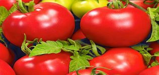 Beschreibung der Tomatensorte Bolivar F1, ihrer Eigenschaften und ihres Ertrags