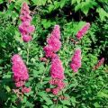 Types and varieties of spirea with descriptions and characteristics, growing rules