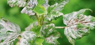 Wirksame Maßnahmen zur Bekämpfung von Mehltau an Johannisbeeren mit Drogen und Volksheilmitteln