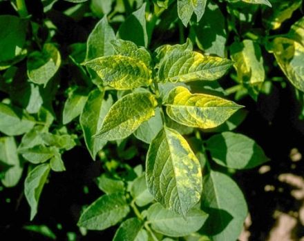 Beschreibung, Symptome und Behandlung von Kartoffelfaltenmosaik