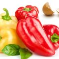 Como você pode alimentar com pimentas após plantar no solo para uma rica colheita