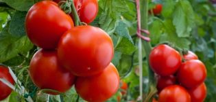 Које су плодне сорте парадајза најбоље посађене за Лењинградску област