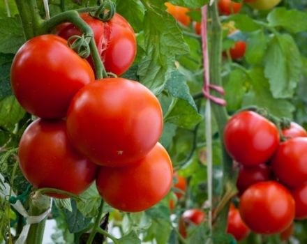 Какви плодови сортове домати е по-добре да се засаждат за района на Ленинград