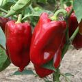 Описание и отглеждане на най-добрите сортове сладки чушки