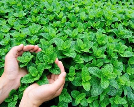 Mô tả các loại bạc hà Maroc, đặc điểm trồng trọt và chăm sóc