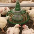 Tabela optymalnych wskaźników temperatury dla chowu brojlerów