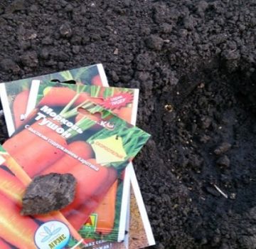 Wie man Karotten mit Samen auf freiem Feld richtig pflanzt