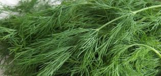 Descrição da variedade de endro Kibray, recomendações para cuidados e cultivo