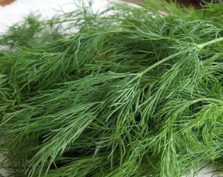 Mô tả về giống thì là Kibray, khuyến cáo về cách chăm sóc và trồng trọt