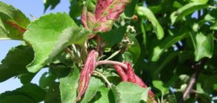 How to process an apple tree if the leaves turn red and curl on it, what to do