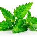 Characteristics and description of menthol mint, features of cultivation and care