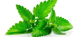 Egenskaper och beskrivning av menthol mynta, funktioner för odling och vård