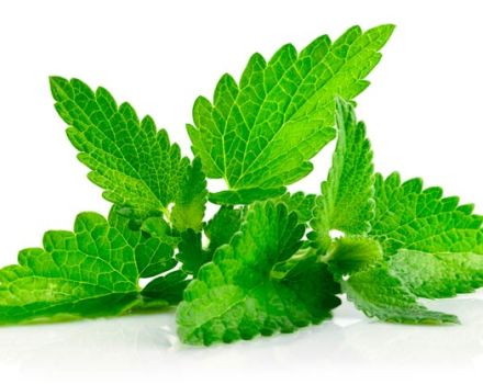 Características y descripción de la menta mentol, características de cultivo y cuidado.