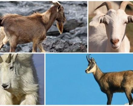 Beschreibung und Verhalten von Wildziegen, wo sie leben und ihre Lebensweise
