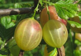 Beschreibung der besten Sorten stachelloser Stachelbeeren für verschiedene Regionen