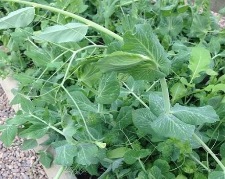 How to properly plant and grow peas indoors and in a greenhouse