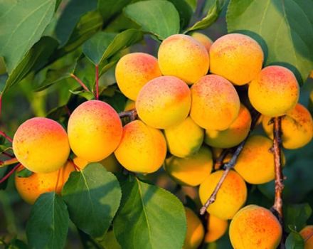 Descrição, características e cultivo do damasco Khabarovsk, vantagens e desvantagens da variedade