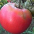 Beschreibung der Tomatensorte Pink Dawn, Merkmale des Anbaus und der Pflege