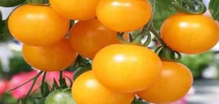 Characteristics and description of the tomato variety Honey bunch