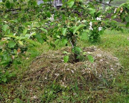 Hvordan kan du mulch et epletre, organiske og uorganiske materialer, klippe gress