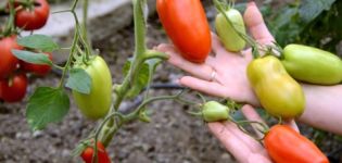 Caratteristiche e descrizione della varietà di pomodoro Hypil 108 f1, resa