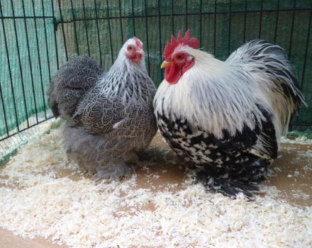Beschreibung und Merkmale der Hühnerrasse Zwerg Cochinchins, Wartungsregeln