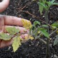 Varför tomatplantor visnar och faller och vad man ska göra