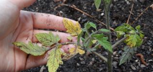 Warum Tomatensämlinge verdorren und fallen und was zu tun ist