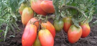 Най-добрите, най-големите и продуктивни сортове нискорастящи домати