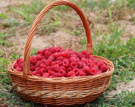 When raspberries ripen in different regions, the timing of collection of home and forest