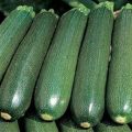 Опис сорте, узгоја и складиштења тиквице Тсукесха
