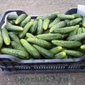 Description and characteristics of the Herman cucumber variety, planting and care