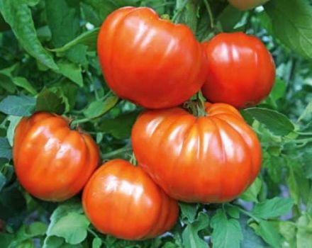 Description of tomato Leader f1, characteristics of the variety and cultivation