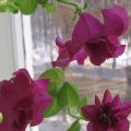 Hur man bäst sparar petunia till nästa vår hemma