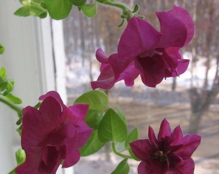 How best to save petunia until next spring at home