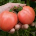 תיאור ותשואה של זן העגבניות בוקלה, ביקורות על גננים