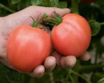 Description et rendement de la variété de tomate Bokele, avis des jardiniers