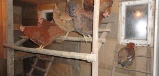 Kokia temperatūra vištų namuose turėtų būti žiemą, optimalios eksploatacinės savybės ir šildymo taisyklės