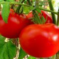 Описание на сорта домати Червени бузи и неговите характеристики